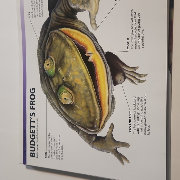 Snakes and Reptiles - Large Hardback Informational Book - Picture 11 of 11